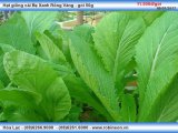 Hạt giống cải Bẹ Xanh Trang Nong TN 53 - gói 20g